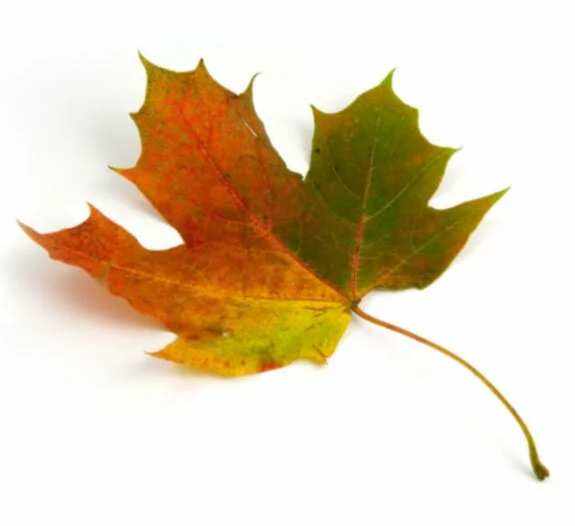 maple-leaf1